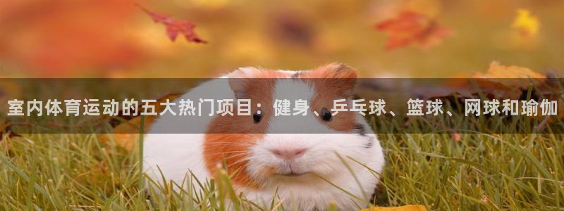 MK体育官方正版app娱乐网站：室内体育运动的五大热门项目：